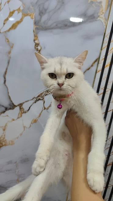 шиншилла кошка цена: Шиншилла, Самка, В добрые руки, Платная доставка — 5