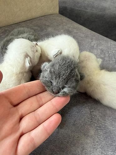 pişikler: Şotland yastı qulaq — 6