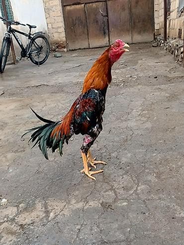 at satisi: Salam herkese heyratı colpası satlr 10 aylıqdı super ırı colpadı real — 3