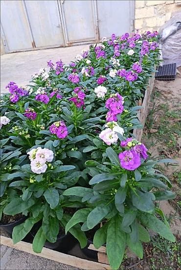 matapila satisi: Lifko gülləri satışdadı cox alana endirim olacaq — 1