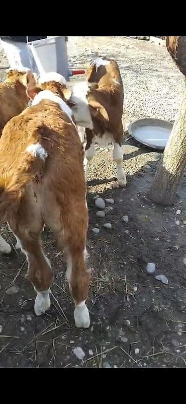 cins inek: 3 dene erkeki semetalı.ayyarmlıq erke semetalı.danlar satlır saxlamalı — 3