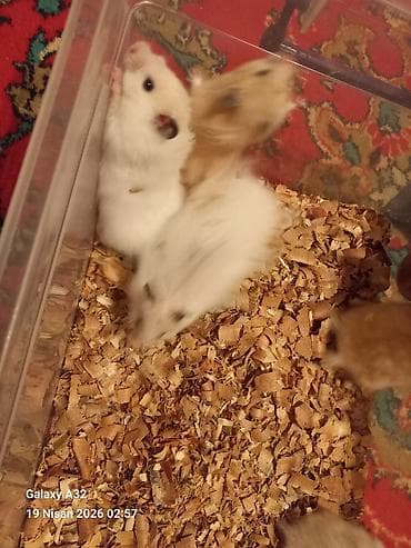 şpits qiyməti: Hamsterlər – uzun tüklü qiymet 5 azn vatsap nomre 0515913288 zeng — 6
