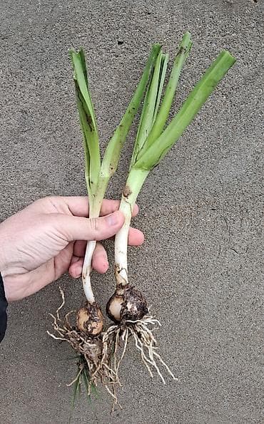 lalə gulu haqqinda melumat: Məhsul: Nərgiz (Narcissus) – soğanlı çoxillik çiçək Təsvir: - Açıq — 2