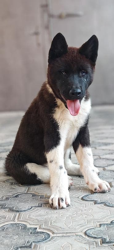 itləe: Akita-inu, 3 ay, Erkək, Peyvəndli, Ünvandan götürmə — 3
