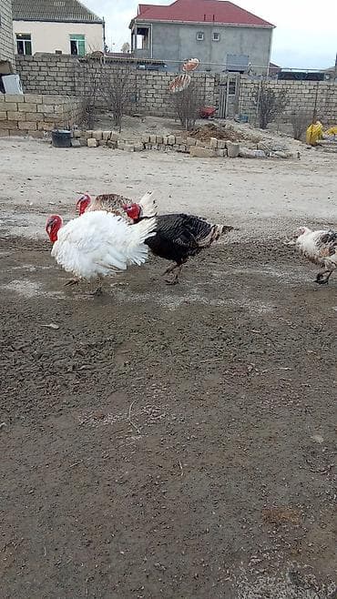 kənd yumurta: Satış üçün: Qara rəngli Avstrolorp toyuqlarının mayalı yumurtası — 8