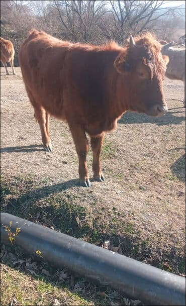 satilik inekler: Dana, buzov, Dişi, ay: 12, Damazlıq, Ünvandan götürmə — 3