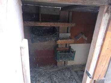 göyercin yuvası: Quşxana dekor taxtalardan yığılıb. Eni 1.08 uzunu 1.85 — 5