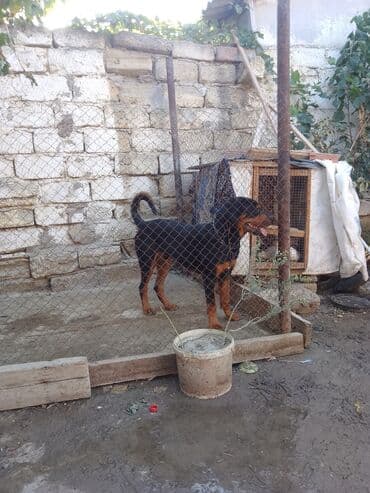 chow chow qiymetleri: Rotveyler, 11 ay, Erkek — 6