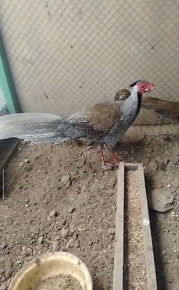 Gümüşü və qızılı qırqovul. Qiymet növünə görə dəyişir.Təmiz qan bir lalafo.az -da Gümüşü və qızılı qırqovul. Qiymet növünə görə dəyişir.Təmiz qan bir