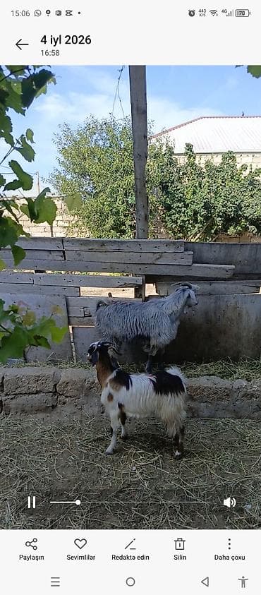 cins it: Bir erkey bir disi cepis super heyvanlardi — 2