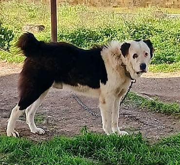 где купить собаку в баку: Erkek eniy melumat ucun elaqe saxlayin catdirilma var — 1