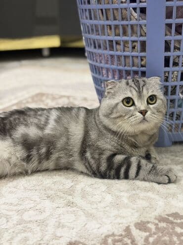 Proton: Шотландская, Для вязки — 1