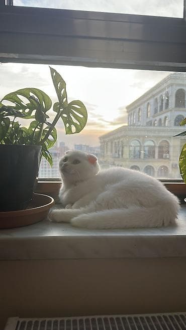 qus yuvasi duzeltmek: Şotland yastı qulaq, Ödənişli çatdırılma — 3