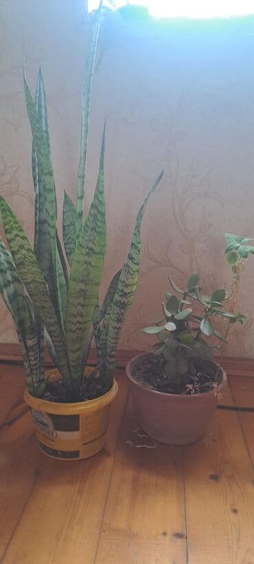 üzüm ağacı: Gül qılınc gülü — 1