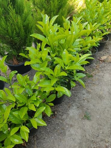 üzüm ağacı: Dekorativ ağaclar gül çiçək qazon torf torpaq ağdaşlar satşi ağacların — 5