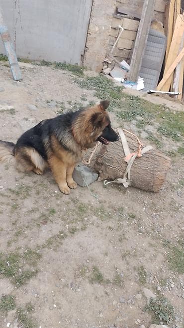 itlerin sekisi: Alman çoban iti — 4