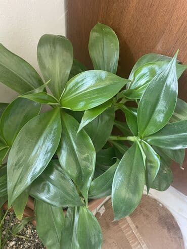 toxuma guller: Dibçək gülü — 1