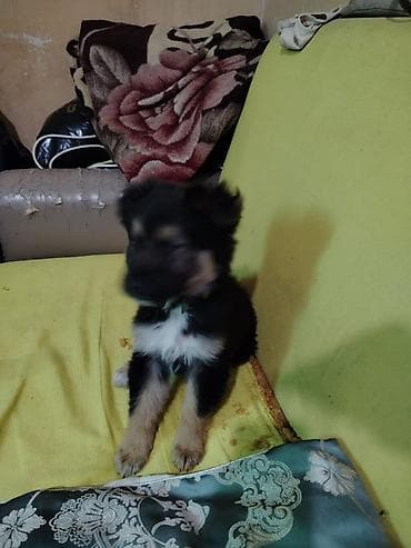 azərbaycan it adları: 2 ay, Erkek, Sənədli — 7