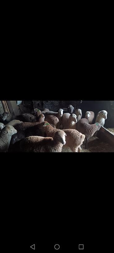 K/t heyvanları üçün mallar: Quzu — 1