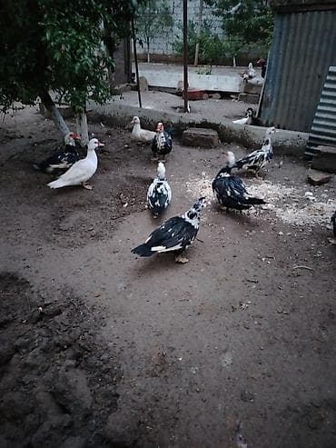 9eded super saglam bir illik lal ordekler 3erkek 6ana Erkek 35azn Dişi — 2