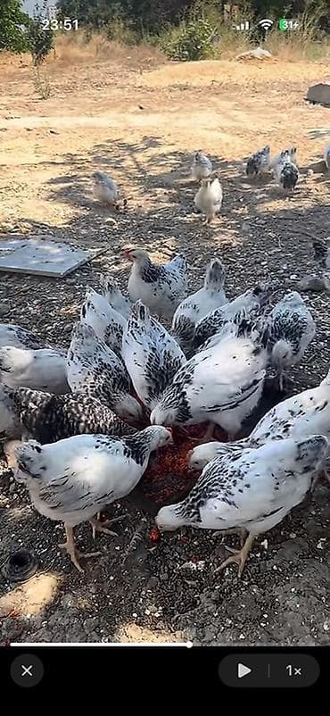 sort toyuqlar: Toyuq, Yumurtalıq — 3