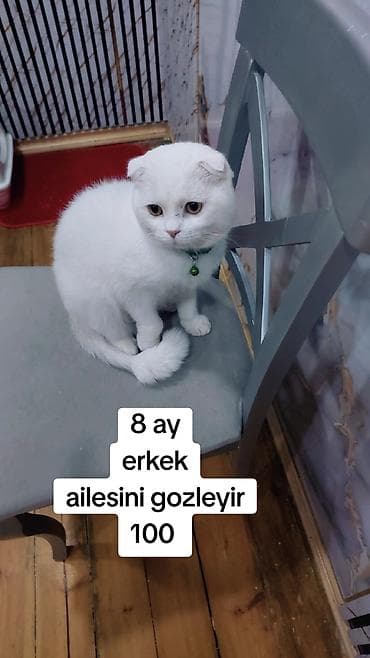 Şotland yastı qulaq, Erkək, Yaxşı əllərə, Ödənişli çatdırılma