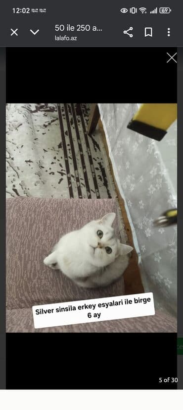 pişik üçün sumka: Şinşilla, Erkək, Dişi — 5