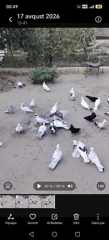 30 a yaxın qusdu tergitme quslardi Qaradağ rayonu elet qesebesi 6