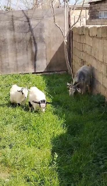 2ci qarına 2erkek bala ile sağlam heyvanlardır arpa yonca ile baxıram lalafo.az -da 2ci qarına 2erkek bala ile sağlam heyvanlardır arpa yonca ile baxıram