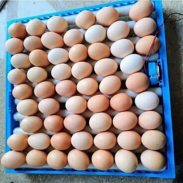 kend yumurtası: Elani di̇qqətlə oxu,sonra zəng et.! Satılan latokdur,inkubator deyil.! — 2