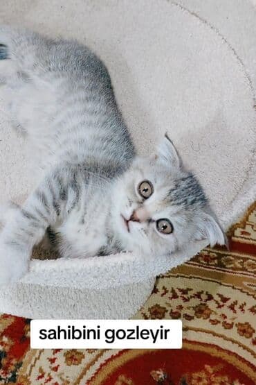 şinşila pisik: Şotland, Dişi, Yaxşı əllərə, Ünvandan götürmə — 1