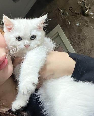 Gəmiricilər: Şotland — 5