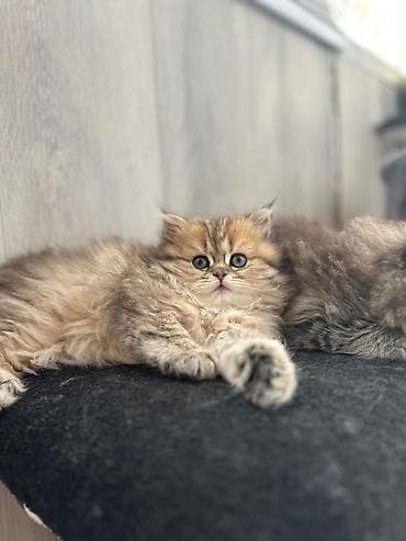 ən gözəl pişik adları: Şəkillərdəki bala pişik – uzun tüklü, yumşaq və sıx xəzə sahib, iri — 10