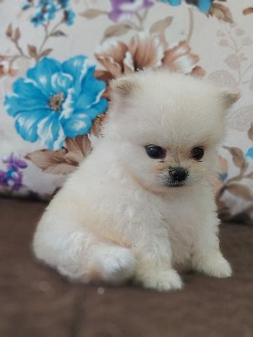 xasqi itləri: Pomeranian (Spitz) balası – krem/ağ rəngli, super tüklü kürk və böyük — 1