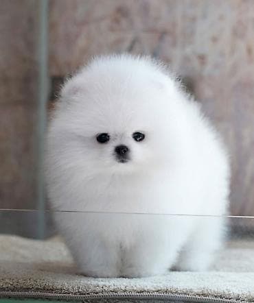 satilik inekler: Pekines, 2 ay, Ünvandan götürmə — 1