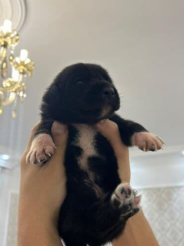 kreditle it satisi: Kane-Korso, 1 ay, Erkek, Peyvəndli, Ünvandan götürmə — 10