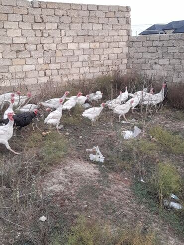 Gəmiricilər: Məhsul: Hinduşka sürüsü Təsvir:Təbi şəraitdə böyüdülmüş Ag Kanada — 3