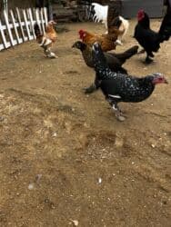 Inəklər, öküzlər: Toyuq, Yumurtalıq, Ünvandan götürmə — 9