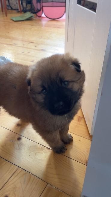 qurd basar iti: Çau-Çau, 2 ay, Dişi — 3