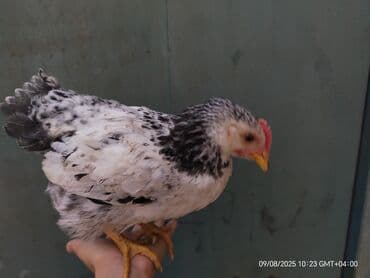 quş satışı: Toyuq, Yumurtalıq — 2