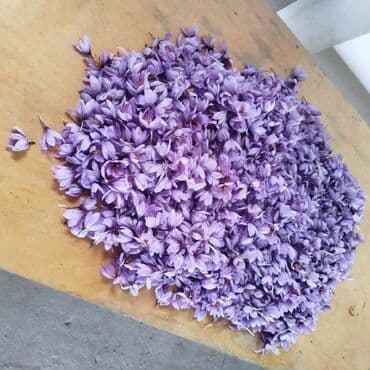 defter qelem: Quru meyvələr — 10