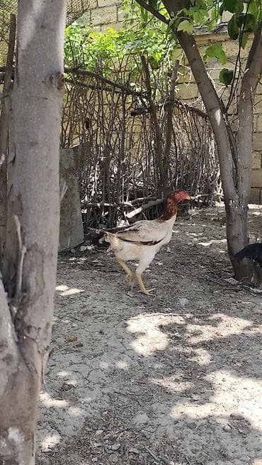 kucinka toyuqlari: Toyuq, Damazlıq — 1