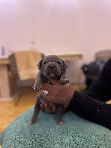 Heyvanlar üçün mallar: Kane-Korso, Peyvəndli — 2