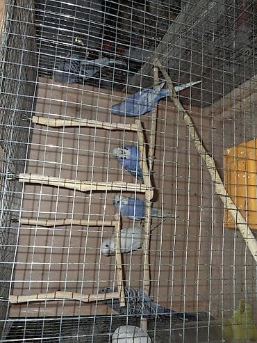 Balıqlar: Salam tutuquşular satılır 6 ədəd baladılar.Qəfəs su və yem qabı bir — 5