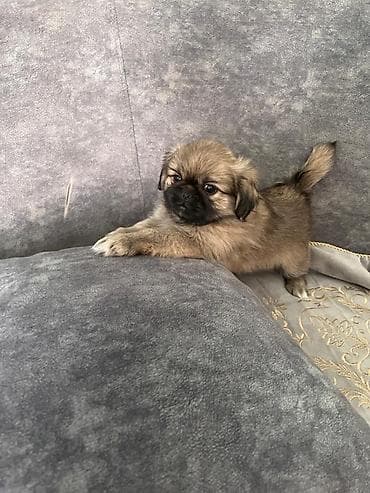 balaca it: Pekines, 2 ay — 1