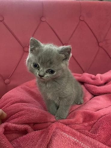 pişik siyam: Britan — 3