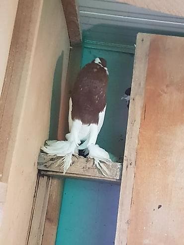 ramanov qoyun satisi: Pişiklər — 8