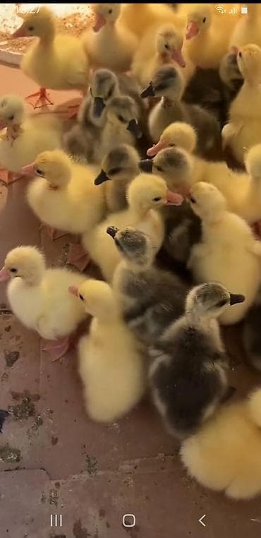 qaz heyvani: Salam Aleykum Qardaslar Linda Kuban Ve Yerli Qaz Balalarimizin — 1