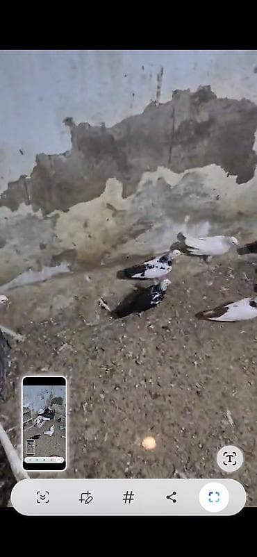Məhsul: Ev göyərçinləri sürüsü Təsvir: - Şəkillərdə müxtəlif rəng — 3