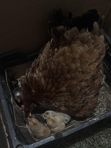 Куры: Курица, Для разведения — 2